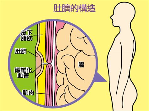 肚臍附近長毛|【肚臍周圍長毛】揭秘肚臍周圍長毛的秘密：竟是這部位的毛發在。